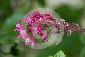 Flowering currant Ribes sanguineum, close-up deep-red inflorescence photo